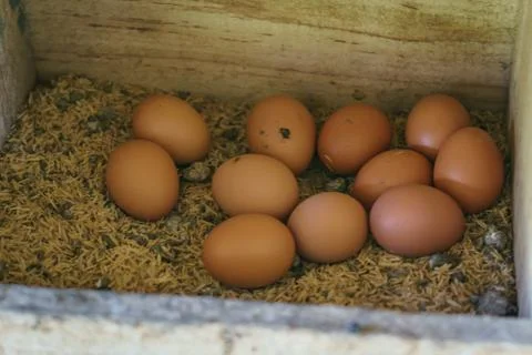 Eggs ready for pickup Stock Photos