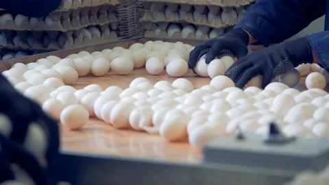 Eggs' relocation process from a tray into carton boxes Stock Footage 88597684