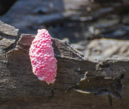 The eggs of the sherry shells are hanging on the decayed timber. Stock Photos