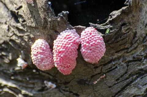 The eggs of the sherry shells are hanging on the decayed timber. Stock Photos