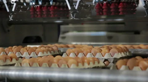 Eggs sorting in factory Automated supply of eggs 스톡 동영상 62382839