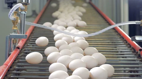 Eggs sorting in the factory. Egg sorting conveyor in action. Stock Footage 87470662