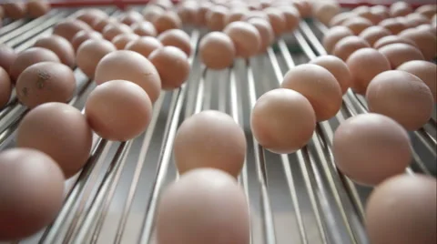 Eggs sorting in the factory Stock Footage