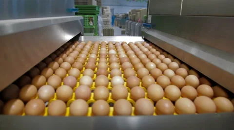 Eggs sorting in the factory Vidéo 62384083