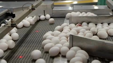Eggs sorting in the factory . Slow motion Stock Footage 102026418