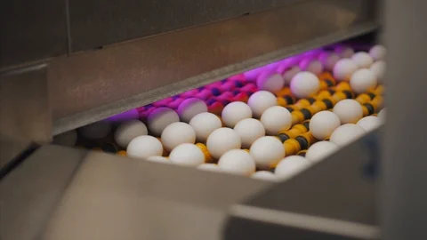 Eggs sorting in the factory.Eggs are checked for quality. Packing on the product Stock Footage 90422948