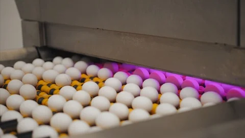 Eggs sorting in the factory.Eggs are checked for quality. Packing on the product Stock Footage 90423165