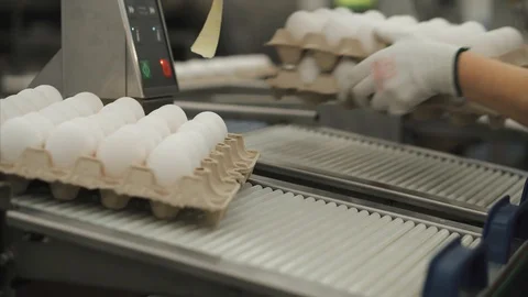 Eggs sorting in the factory.Eggs are checked for quality. Packing on the product Stock Footage 90423497