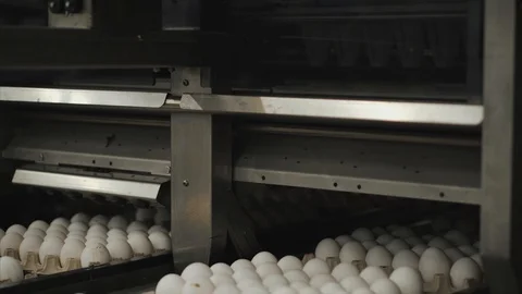 Eggs sorting in the factory.Eggs are checked for quality. Packing on the product Stock Footage 90423667