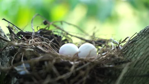 Eggs of spotted dove in the nest on the branches of coffee plant, 4k video Stock Footage 169704155