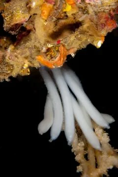 Eggs from squids at a reef Foto stock