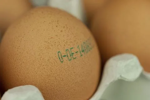 Eggs, stamp, egg, origin, stamped, quality, egg stamp, certificate, consumer, Photos