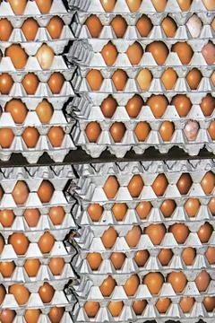 Eggs stored 1 Stock Photos