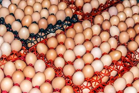 Eggs stored 2 Stock Photos