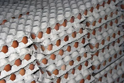 Eggs stored 4 Stock Photos