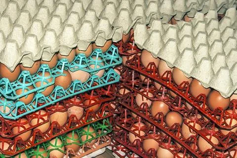 Eggs stored 6 Stock Photos