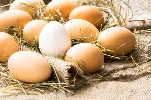 Eggs in the straw lie on sacking Stock Photos
