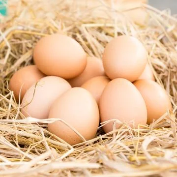 Eggs in a straw nest Stock Photos