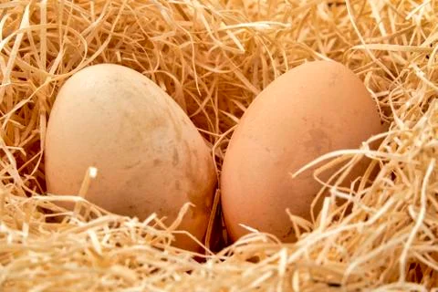 Eggs in a straw nest Stock Photos