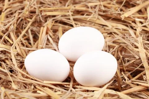 Eggs in straw Stock Photos