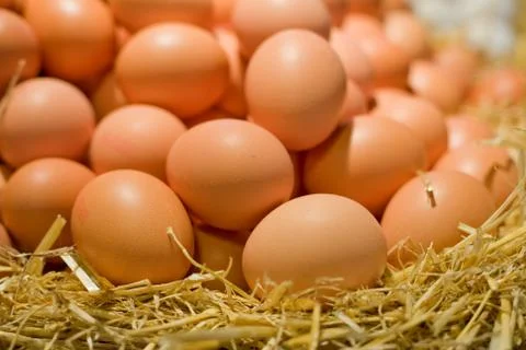 Eggs on straw Stock Photos