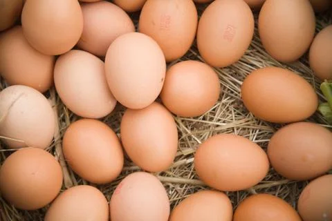 Eggs on straw Stock Photos