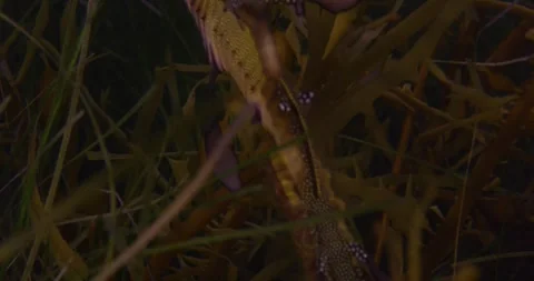 Eggs On Tail, Weedy Sea Dragon, Close Up Video stock 331352709
