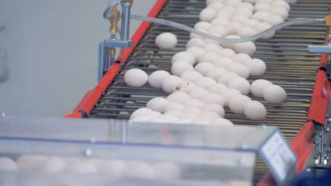 Eggs transportation process downwards the conveyor belt at a poultry. Poultry Stock Footage 94019870