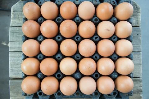 Eggs in tray plastic container Stock Photos