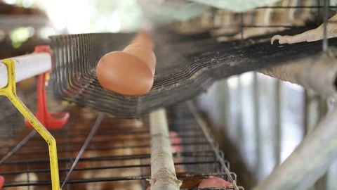 Eggs in tray.Chicken eggs and chickens eating food in farm background. Stock Footage