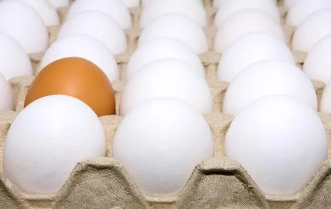 Eggs white and brown Stock Photos