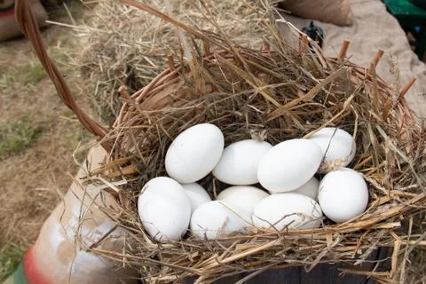 Eggs in a wicker basket with straw Stock Photos