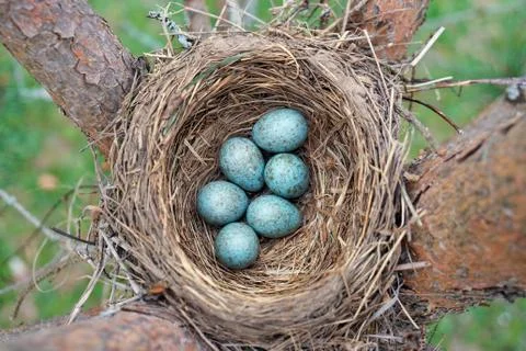 Eggs of a wild bird thrush lying in the nest on the ptine tree Foto stock