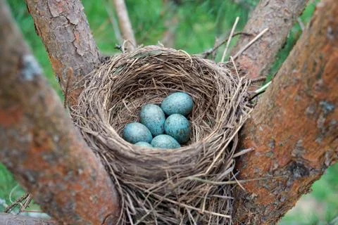 Eggs of a wild bird thrush lying in the nest on the ptine tree Stock Photos