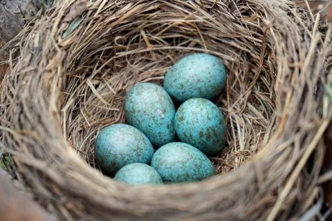 Eggs of a wild bird thrush lying in the nest on the ptine tree Photos