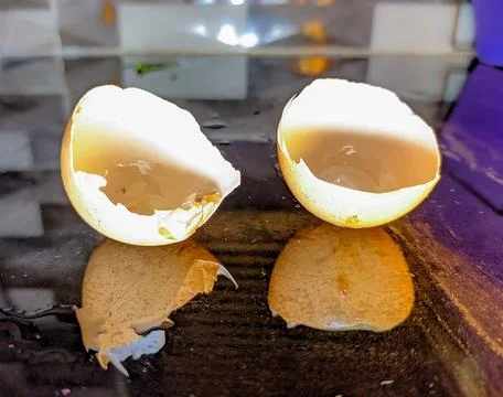 Eggshell broke out Stock Photos