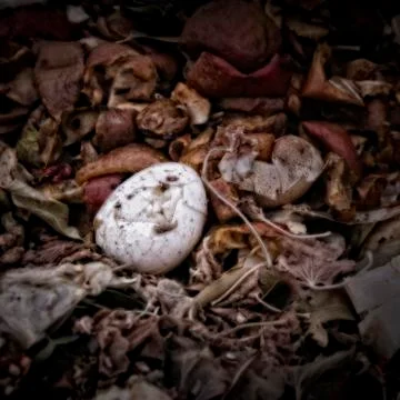 An eggshell on a compost heap Stock Photos