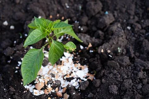 Eggshell fertilizer for pepper in the garden, root dressing, plant protection Stock Photos