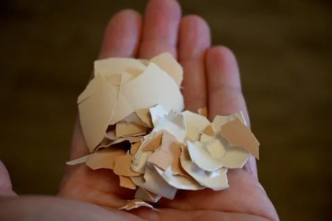 Eggshell in hand close-up Stock Photos