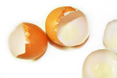 Eggshell Foto stock
