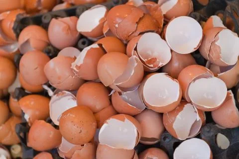 Eggshell Stock Photos