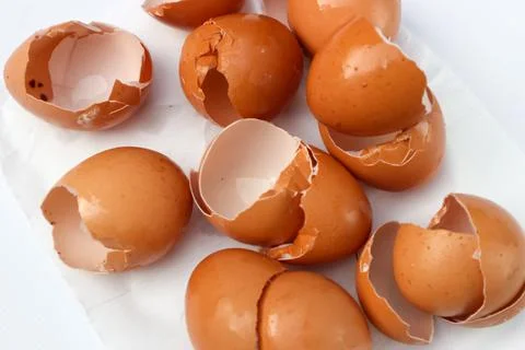 Eggshell Stock Photos