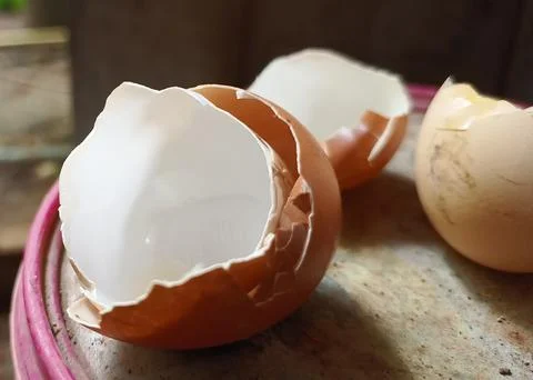 Eggshell Stock Photos
