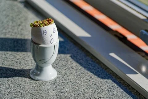 Eggshell planter with green sprouts and a funny face in a white cup on a su.. Stock Photos