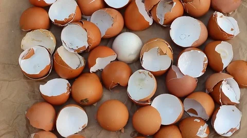 Eggshells for compost Stock Footage 92839637