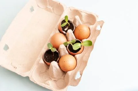 Eggshells with fresh sprouts and soil. Garden beds at home. Growing vegetable Foto stock