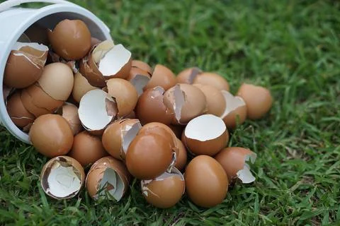 Eggshells on green grass, prepared to make compost. Concept,Eco-friendly food wa Stock Photos
