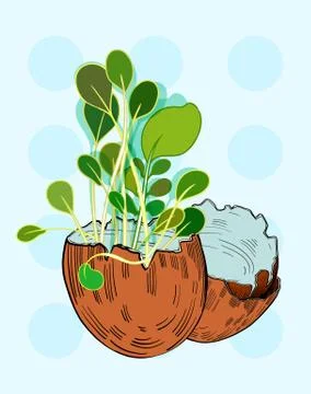 Eggshells Stock Illustration
