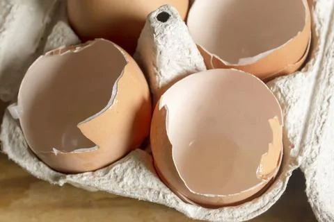 Eggshells in a paper tray. The product of processing is a paper tray and empt Stock Photos