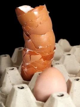 Eggshells Stock Photos